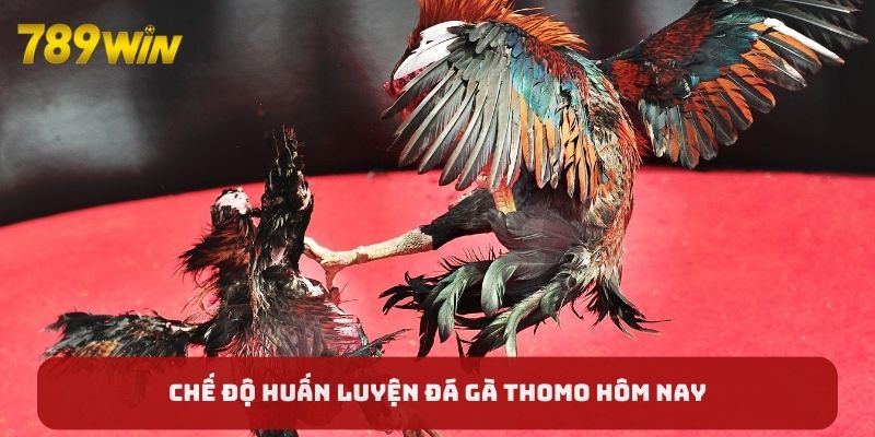 Chế độ huấn luyện đá gà Thomo hôm nay